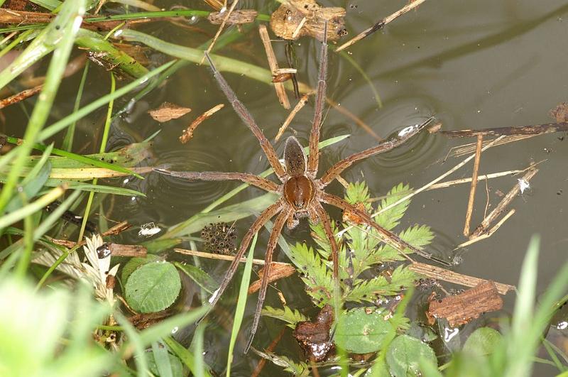 Dolomedes_plantarius_D6124_Z_90_Les Gris_Frankrijk.jpg